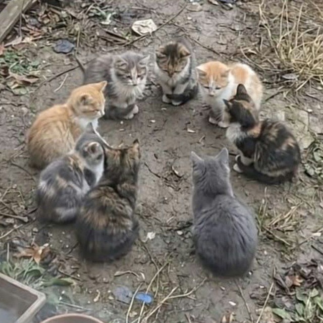 اتحاد جماهیر میویی🐈 avatar